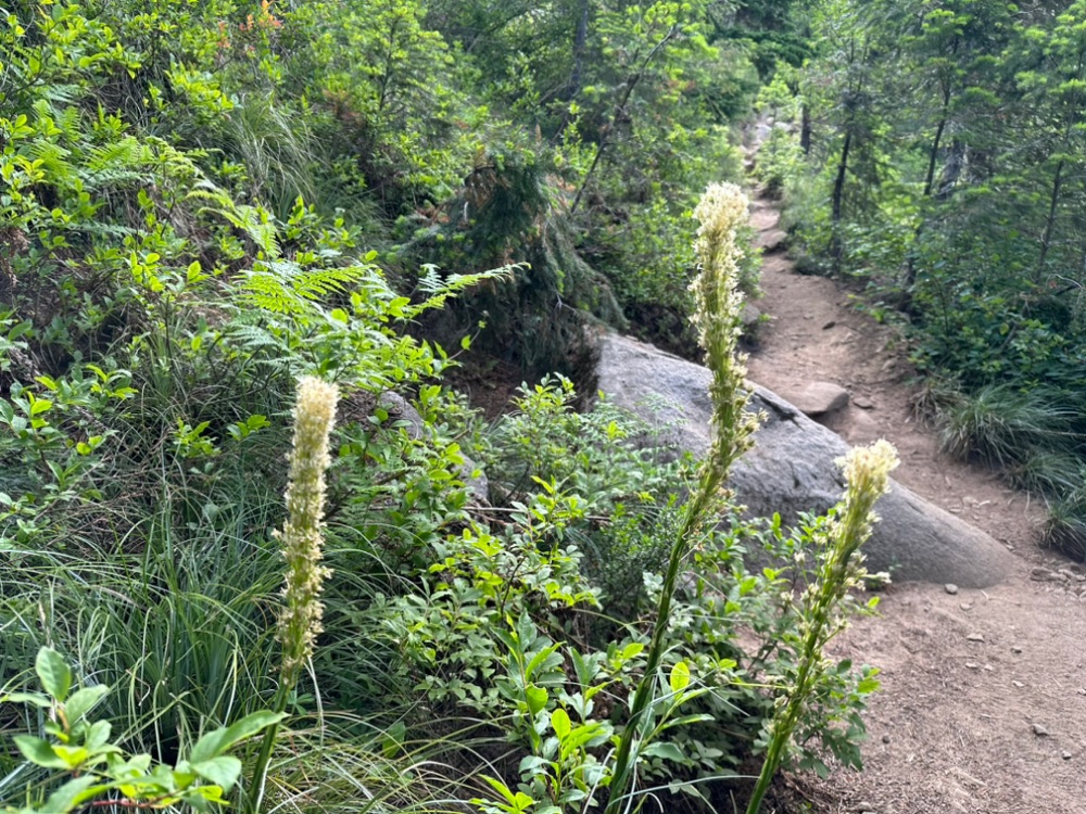 Buckley landscape