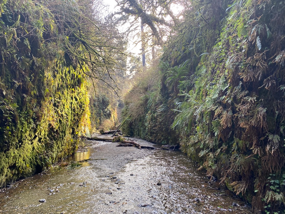 Redwood National Park landscape